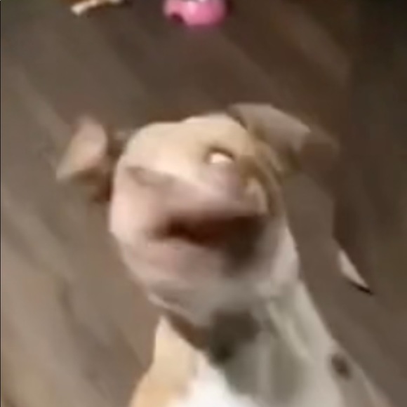 Meet your Posher, Riley - Picture 1 of 1